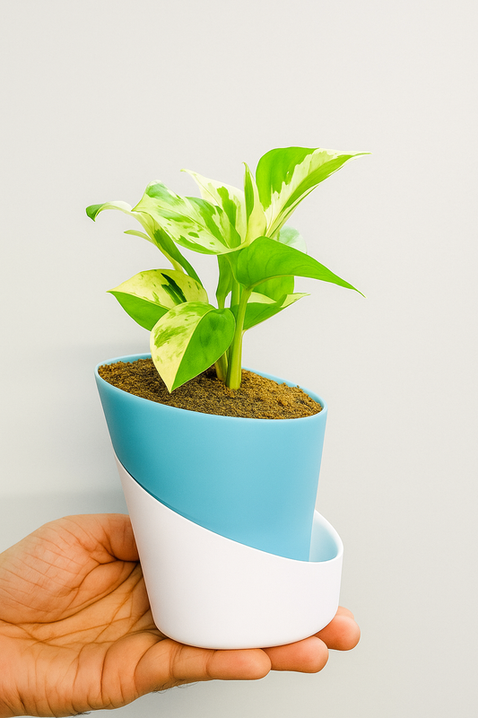 Money Plant N'Joy with Atlantis Self-Watering Pot πΏπ