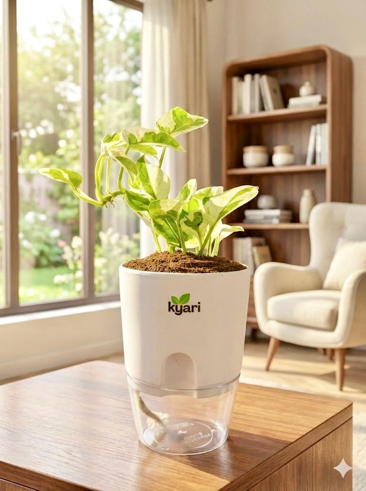 Round Self Watering Pot