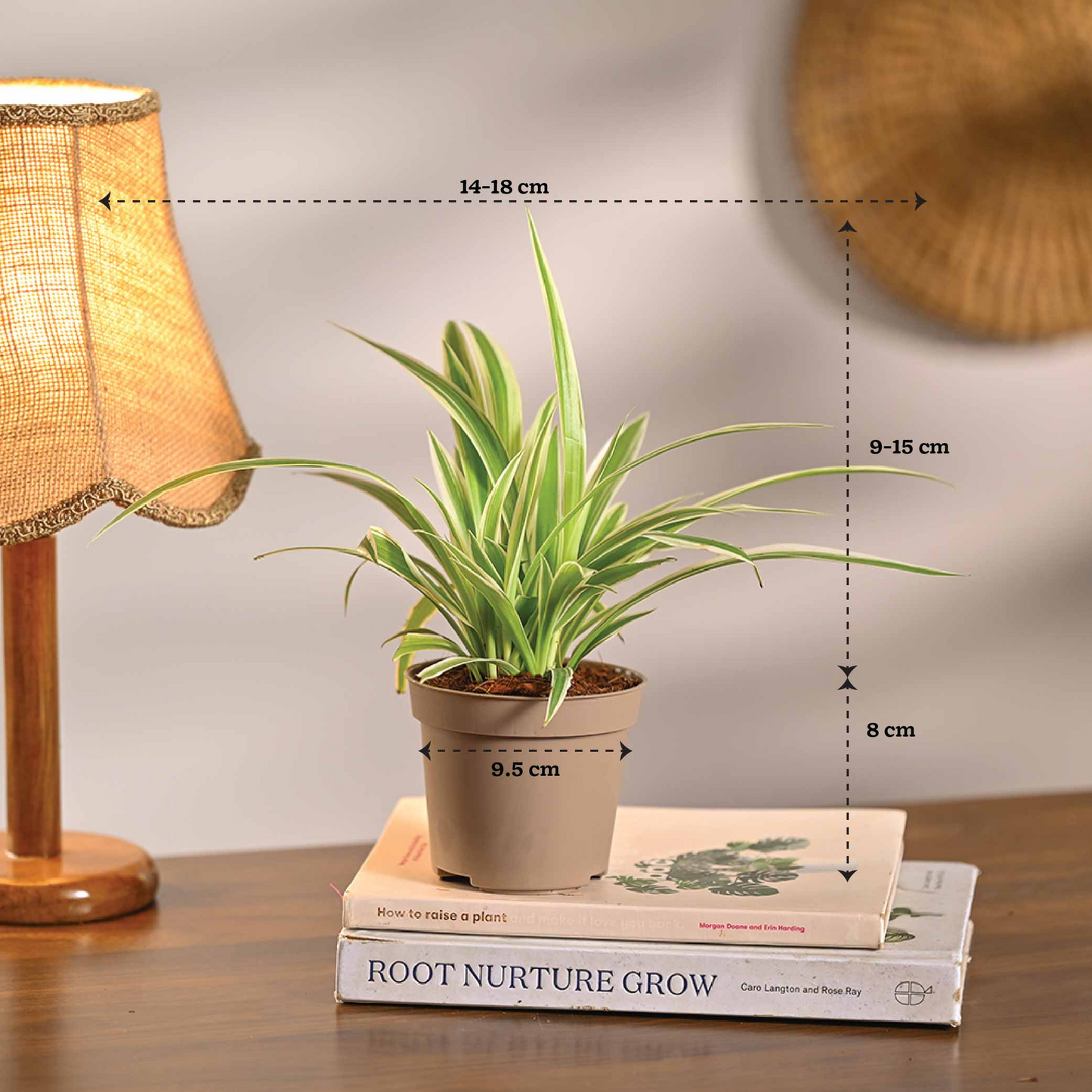 Set of 4 Air Purifying Indoor Plant Bundle for Home