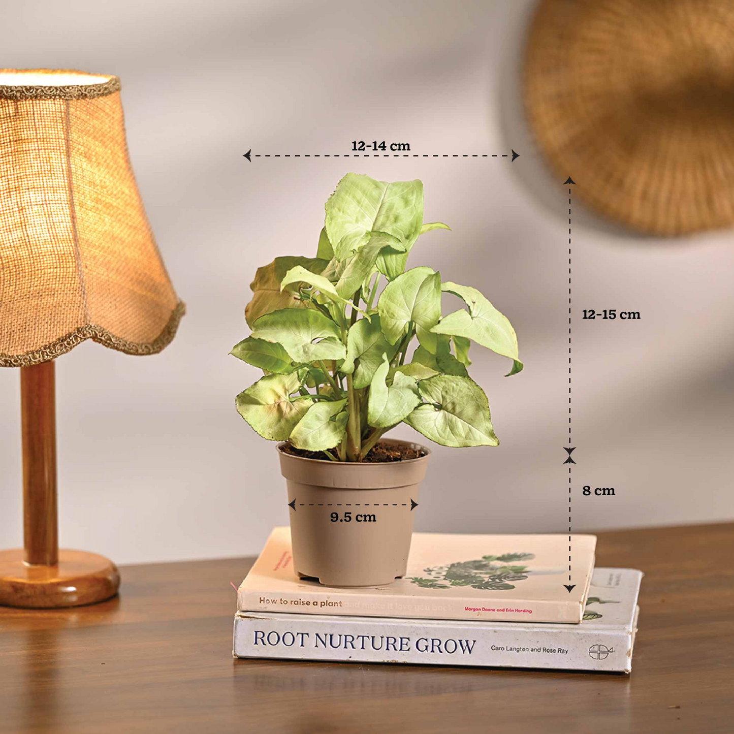 Set of 6 Air Purifier Plant Bundle