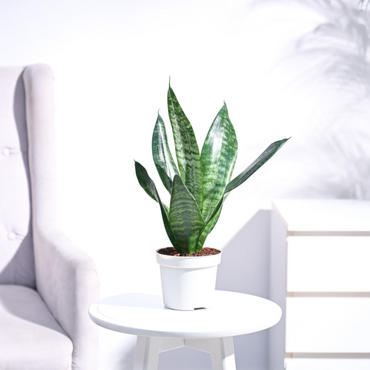 Sansevieria Moonshine (Snake Moonshine) Plant