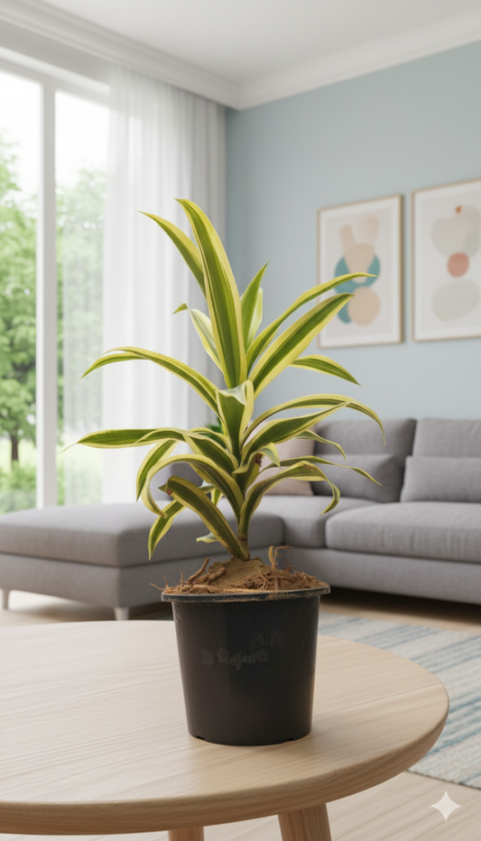 Dracaena reflexa (Song of India) Plant