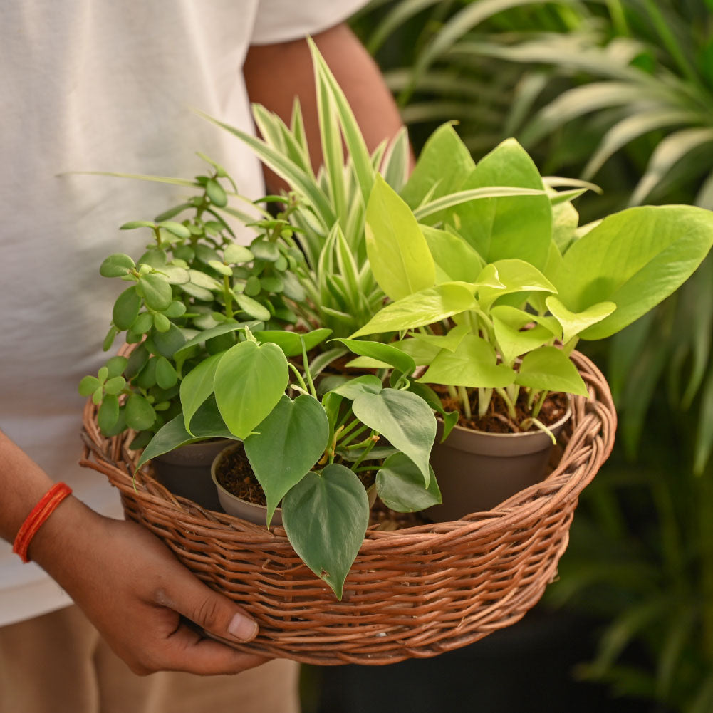 Set of 4 Air Purifying Indoor Plant Bundle for Home