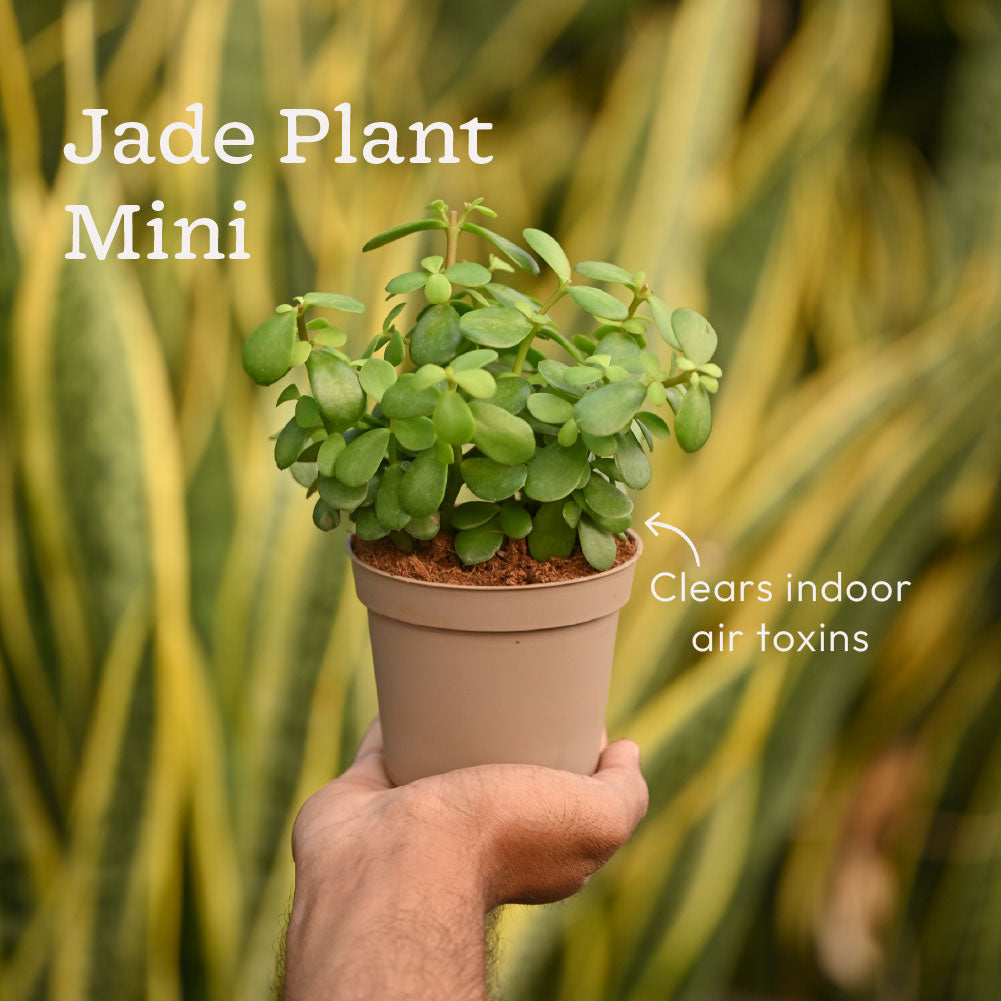 Set of 4 Air Purifying Indoor Plant Bundle for Home