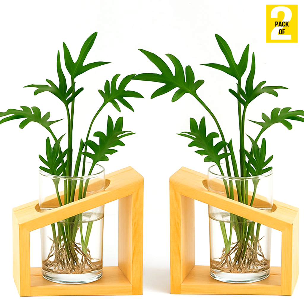 Hydroponic Plant Cultivation Station – Pure Wooden Stand with Transparent Acrylic Vase – 6in Vase | Plants Not Included